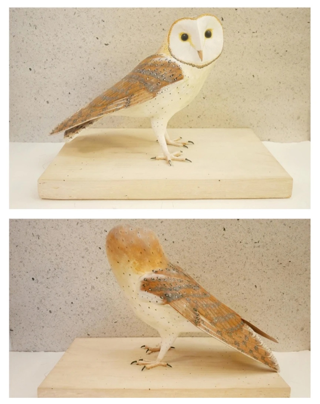 L'effraie des clochers