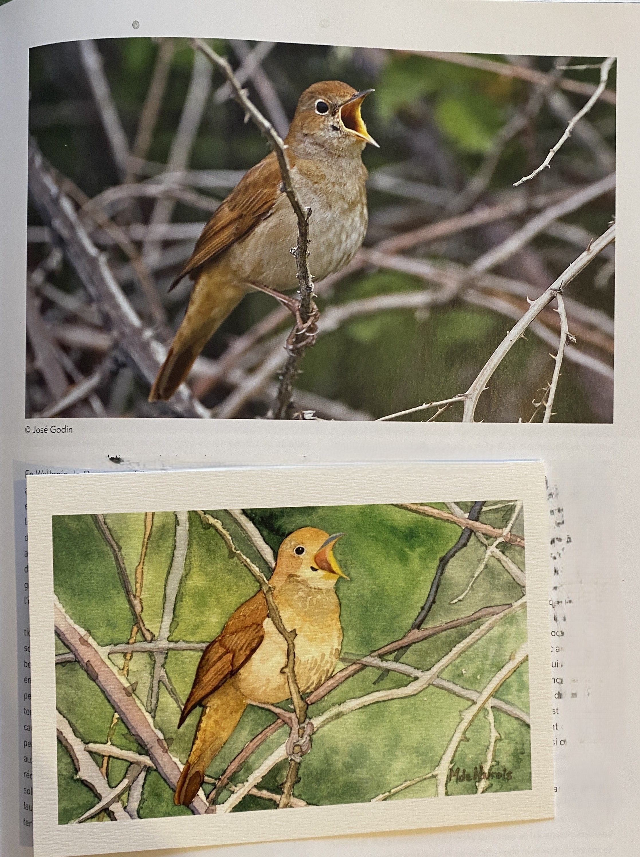 Modèle et création aquarelle
