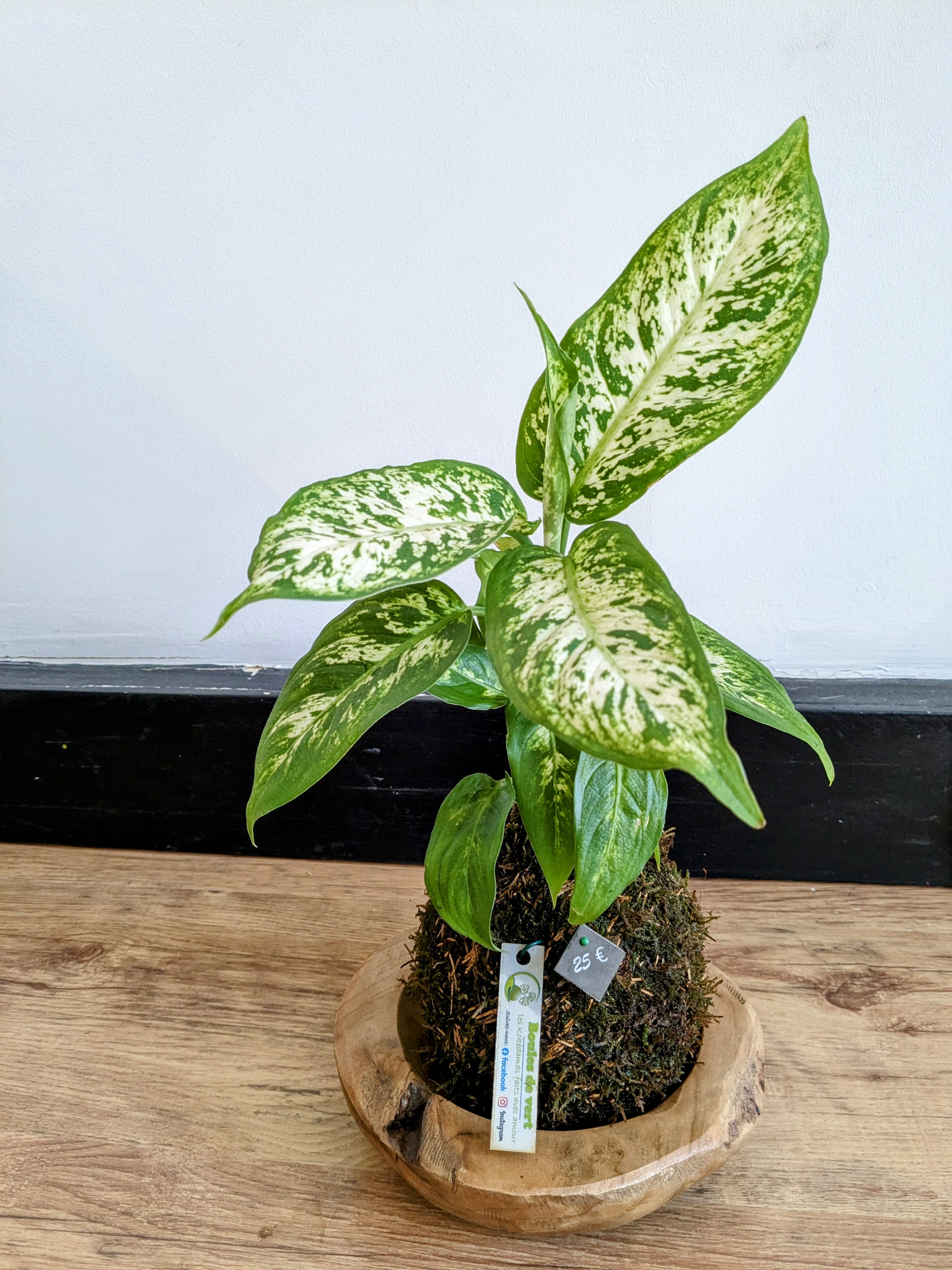 Kokedama Dieffenbachia